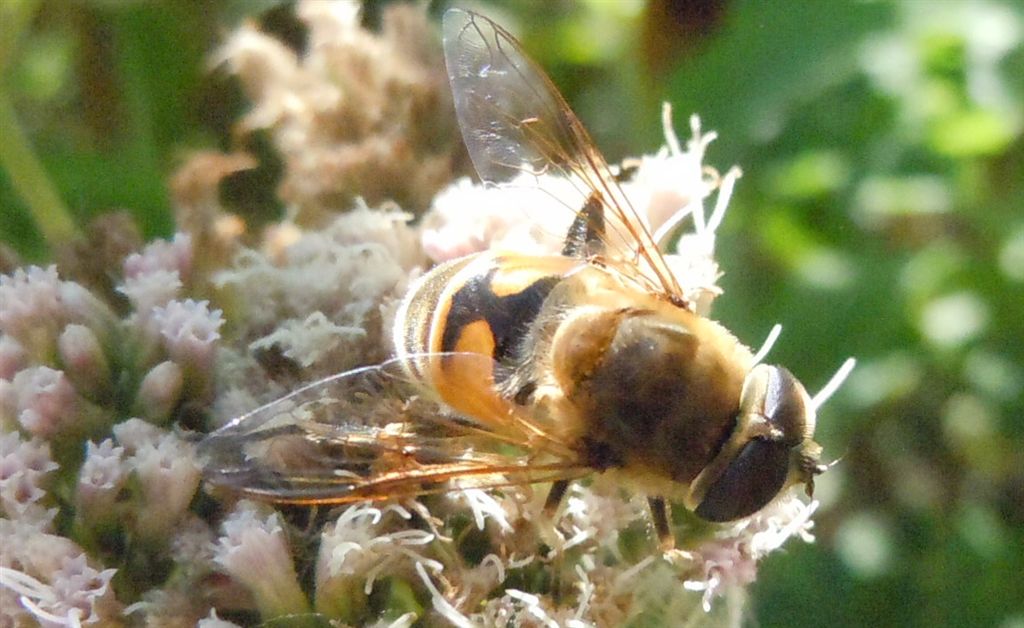 Eristalis tenax?